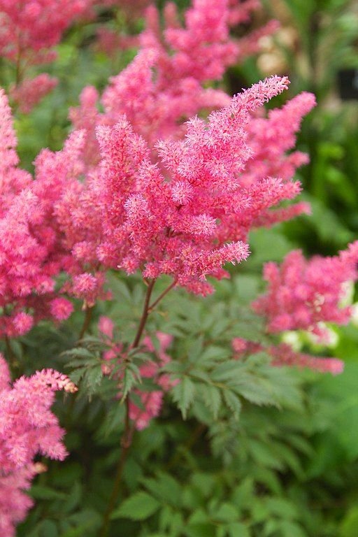 Como plantar Astilbe 'Federsee' (× arendsii) (Astilbe 'Federsee' (× arendsii))_1