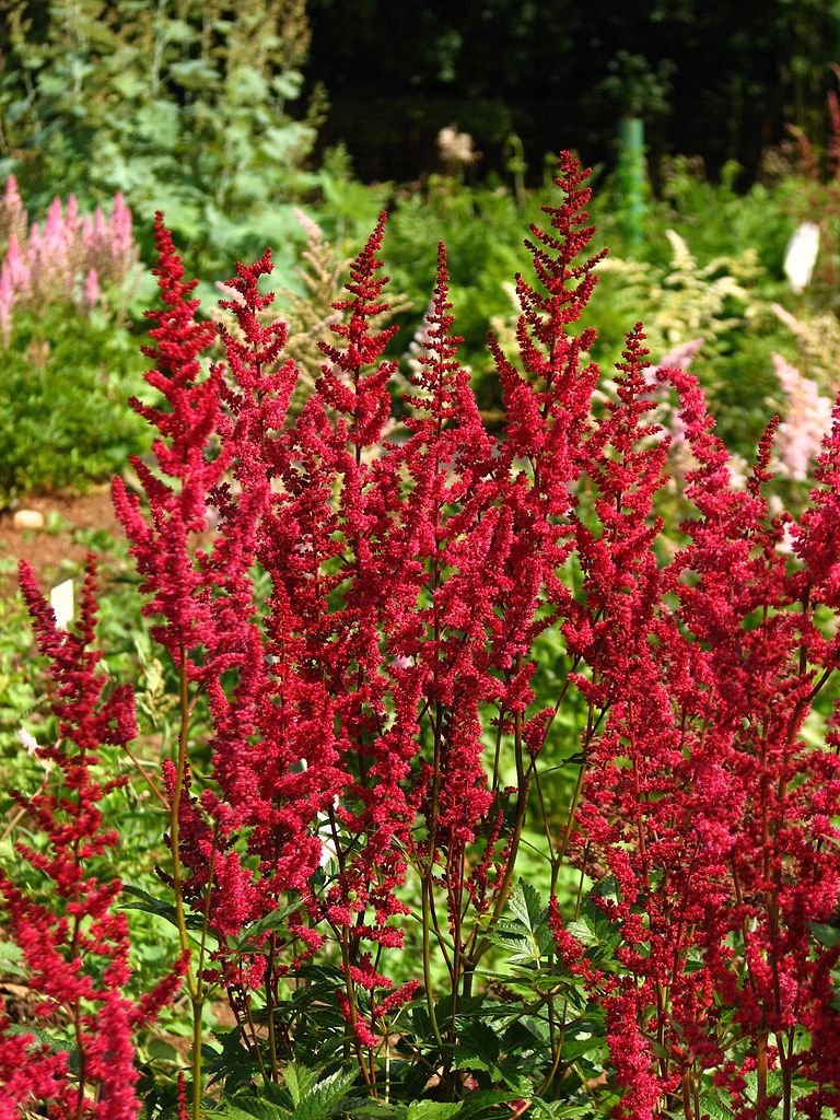 Astilbe 'Glut' (× arendsii) (Astilbe 'Glut' (× arendsii))