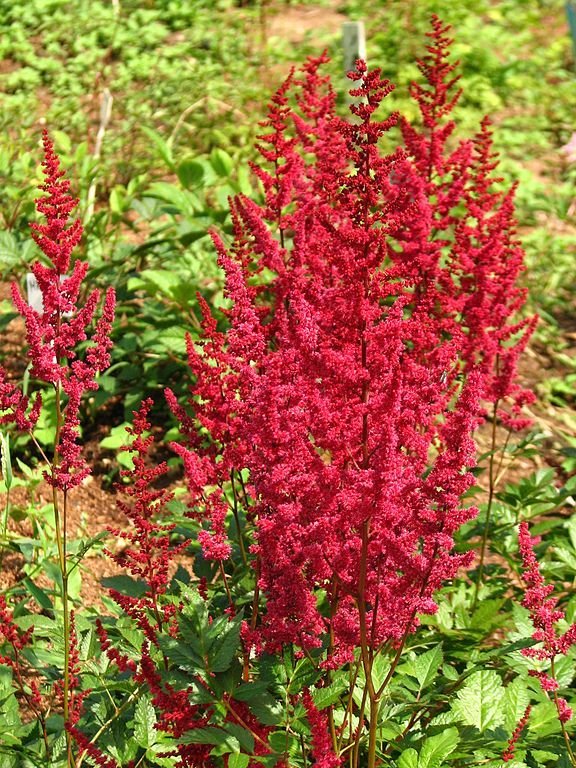 Como plantar Astilbe 'Glut' (× arendsii) (Astilbe 'Glut' (× arendsii))_1