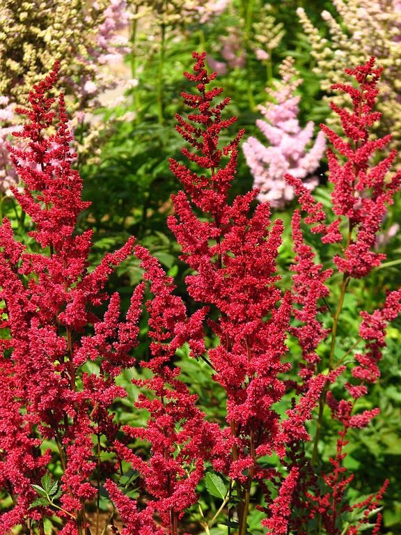 Onde plantar Astilbe 'Glut' (× arendsii) (Astilbe 'Glut' (× arendsii))_2