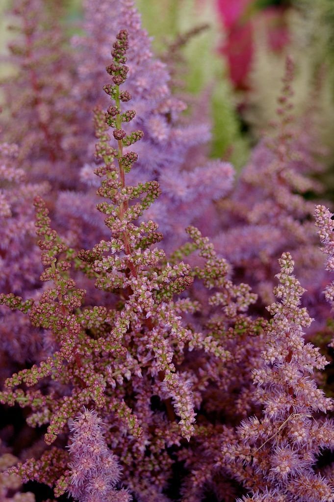 Astilbe 'Heart and Soul' (Astilbe 'Heart and Soul')