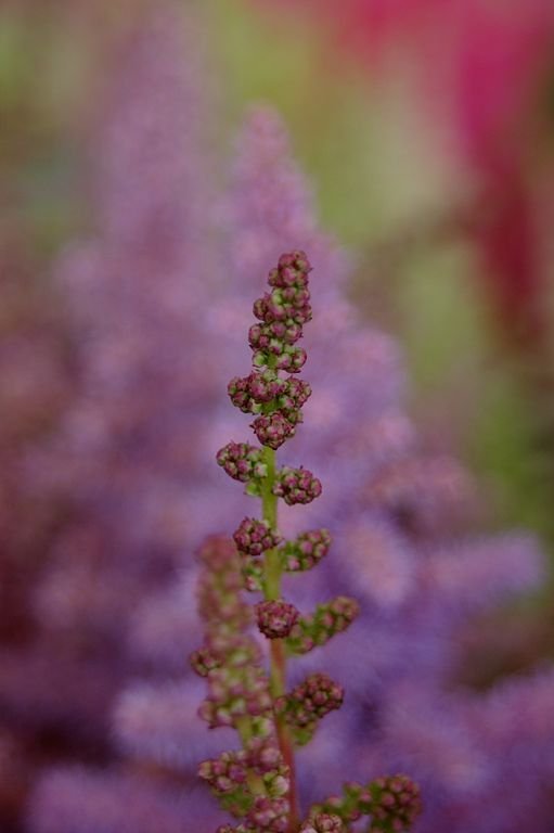 Como plantar Astilbe 'Heart and Soul' (Astilbe 'Heart and Soul')_1