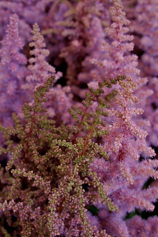 Onde plantar Astilbe 'Heart and Soul' (Astilbe 'Heart and Soul')_2