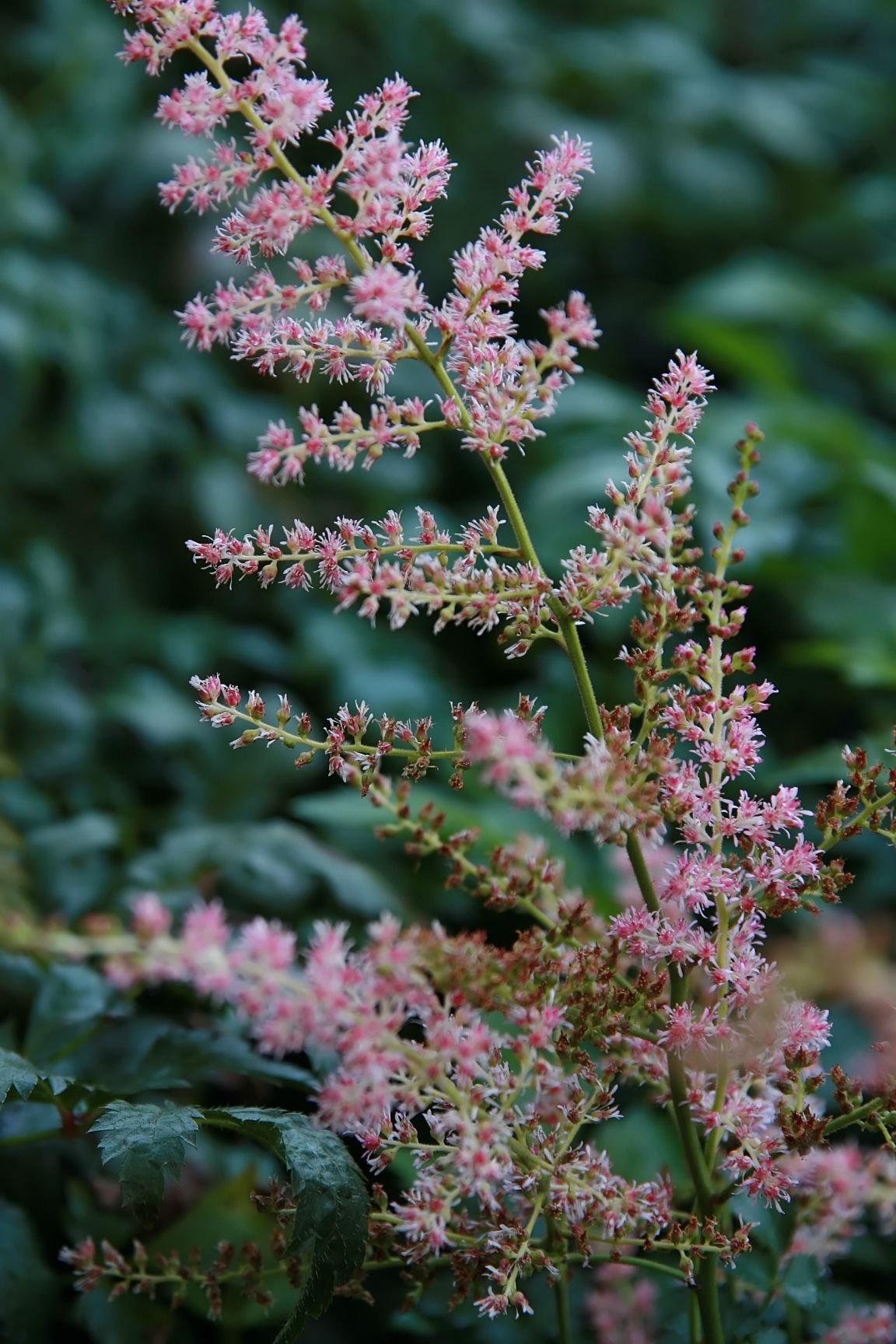 Astilbe 'Hennie Graafland' (Astilbe 'Hennie Graafland')