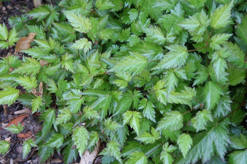 Astilbe 'Inshriach Pink' (Astilbe 'Inshriach Pink')