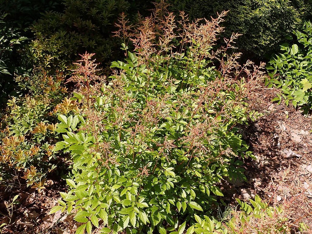 Astilbe 'Mainz' (Astilbe 'Mainz')