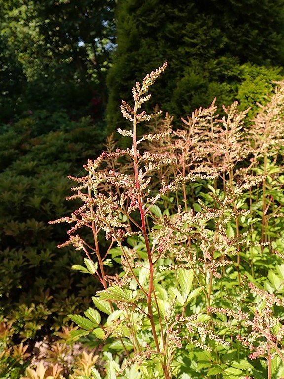 Como plantar Astilbe 'Mainz' (Astilbe 'Mainz')_1