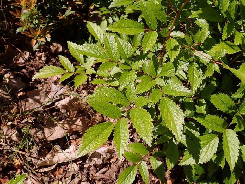 Onde plantar Astilbe 'Mainz' (Astilbe 'Mainz')_2
