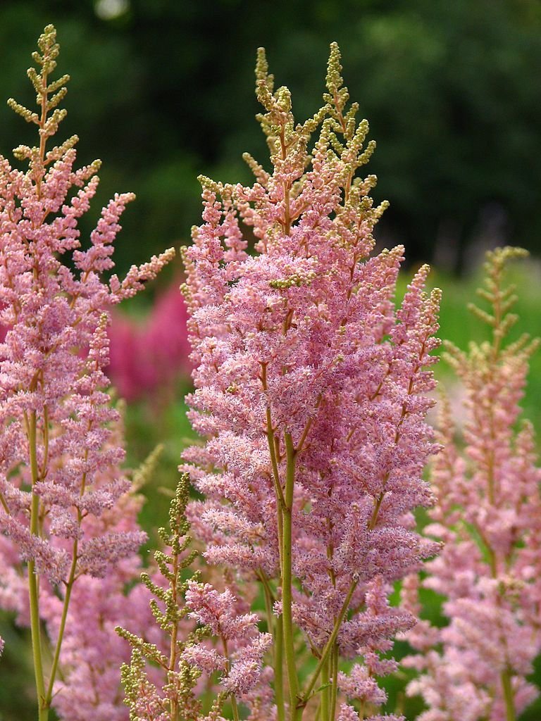 Astilbe 'Opal' (Astilbe 'Opal')
