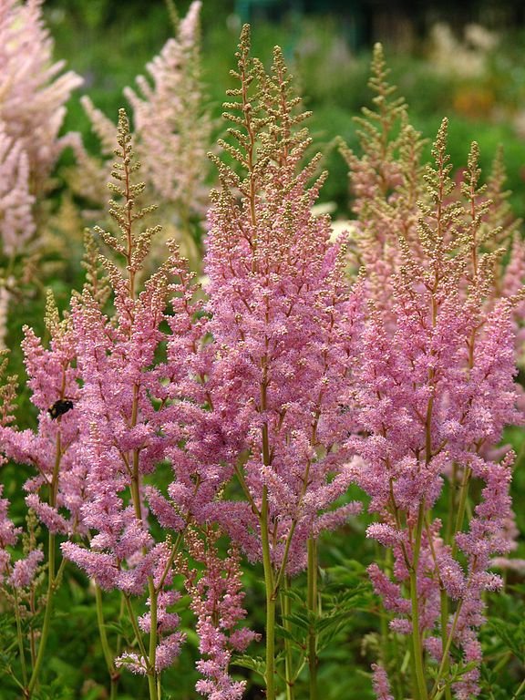 Como plantar Astilbe 'Opal' (Astilbe 'Opal')_1