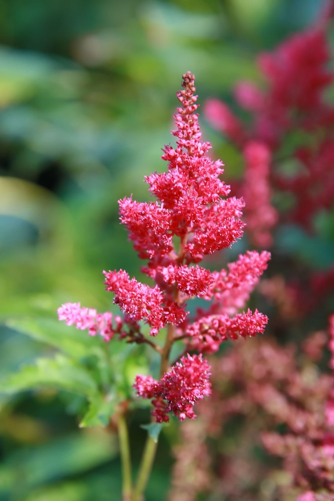 Astilbe 'Radius' (Astilbe 'Radius')
