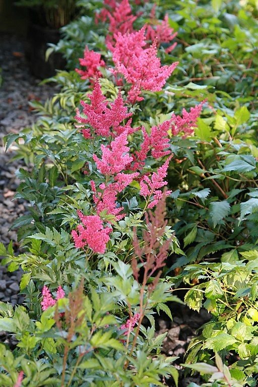Como plantar Astilbe 'Radius' (Astilbe 'Radius')_1