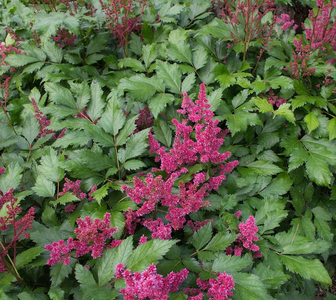 Astilbe 'Red Sentinel' (Astilbe 'Red Sentinel')