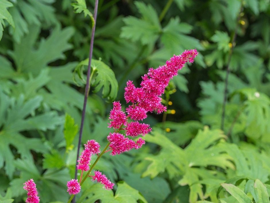 Como plantar Astilbe 'Red Sentinel' (Astilbe 'Red Sentinel')_1