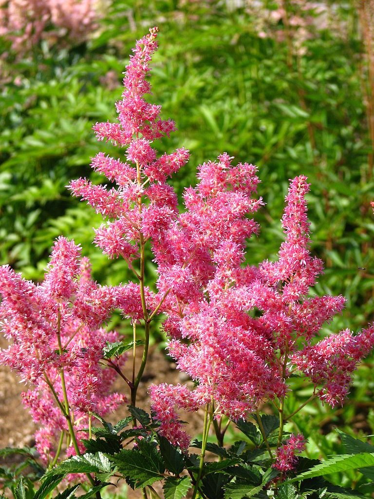 Astilbe 'Rheinland' (Astilbe 'Rheinland')