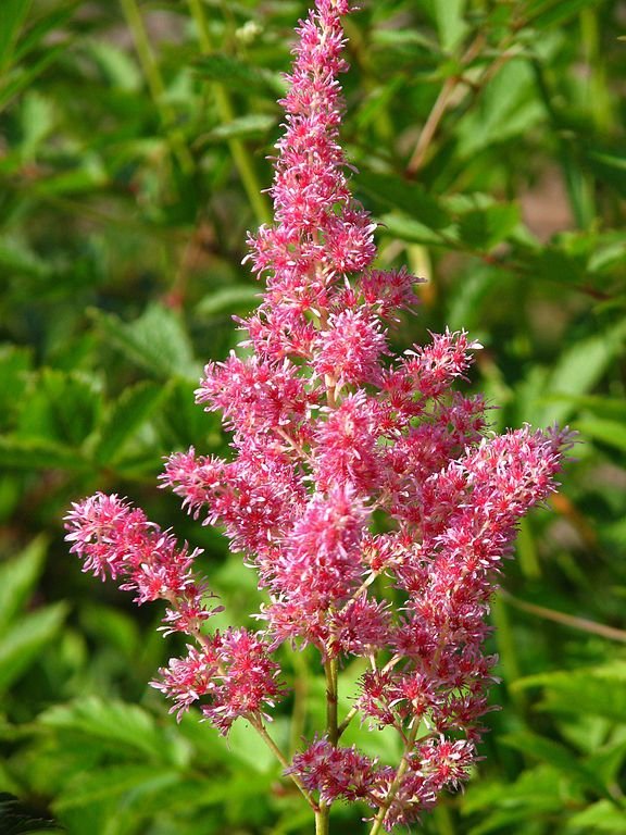 Como plantar Astilbe 'Rheinland' (Astilbe 'Rheinland')_1