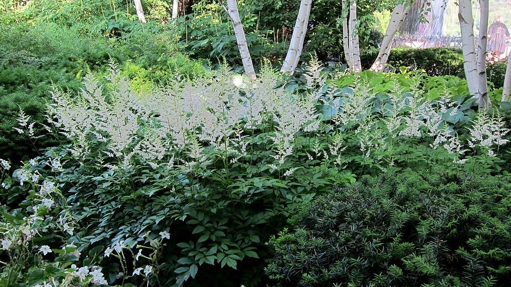 Astilbe 'Snowdrift' (× arendsii) (Astilbe 'Snowdrift' (× arendsii))
