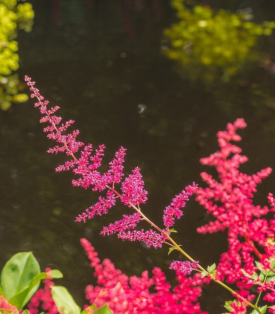 Astilbe 'Spinell' (× arendsii) (Astilbe 'Spinell' (× arendsii))