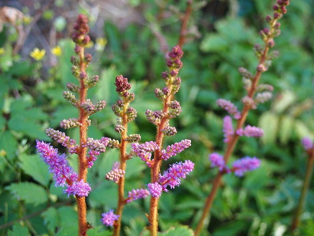 Astilbe chinensis (Astilbe chinensis)