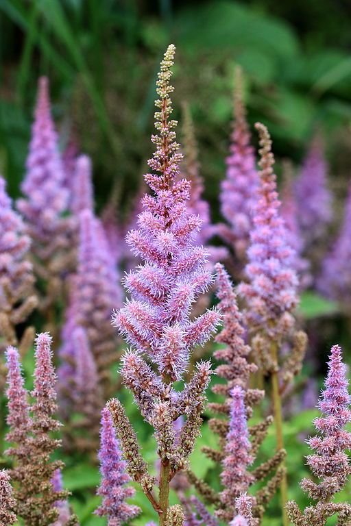 Como plantar Astilbe chinensis (Astilbe chinensis)_1