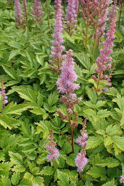 Onde plantar Astilbe chinensis (Astilbe chinensis)_2