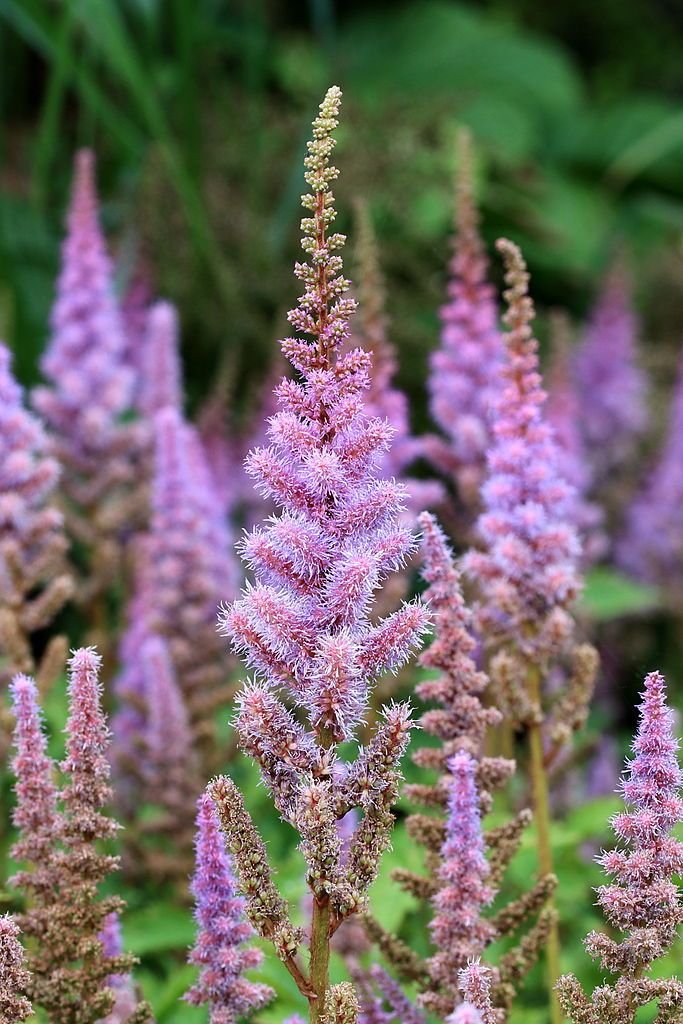 Astilbe chinensis var. pumila (Astilbe chinensis var. pumila)