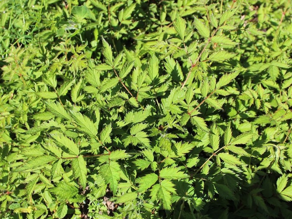 Como plantar Astilbe chinensis var. pumila (Astilbe chinensis var. pumila)_1