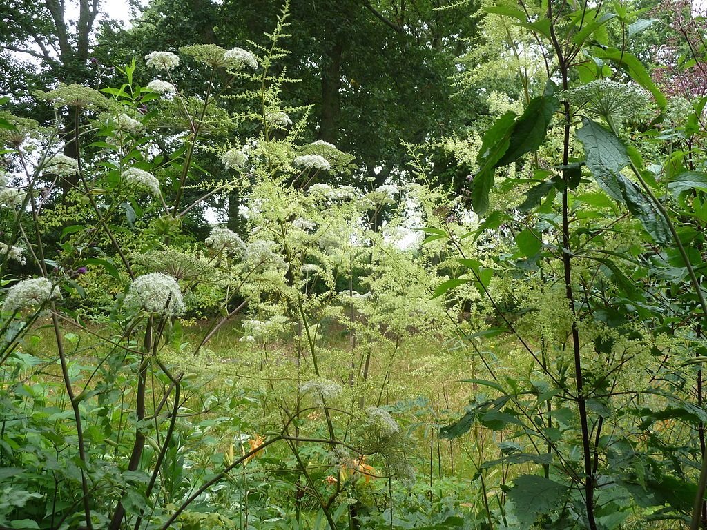 Astilbe rivularis (Astilbe rivularis)