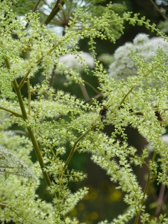 Como plantar Astilbe rivularis (Astilbe rivularis)_1