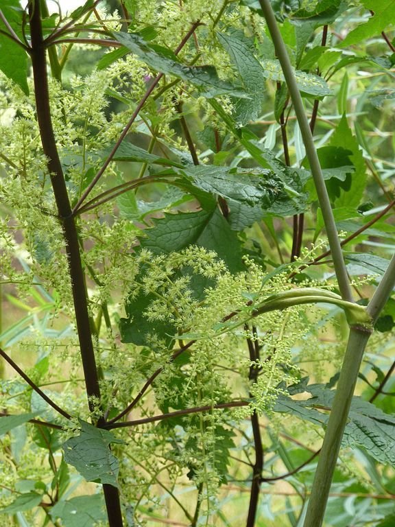 Onde plantar Astilbe rivularis (Astilbe rivularis)_2