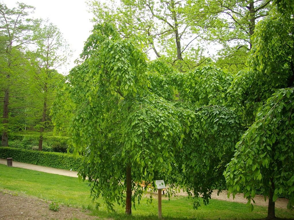 Carpino chorão (Carpinus betulus 'Pendula')