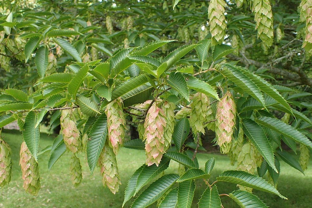 Carpino-japonês (Carpinus japonica)