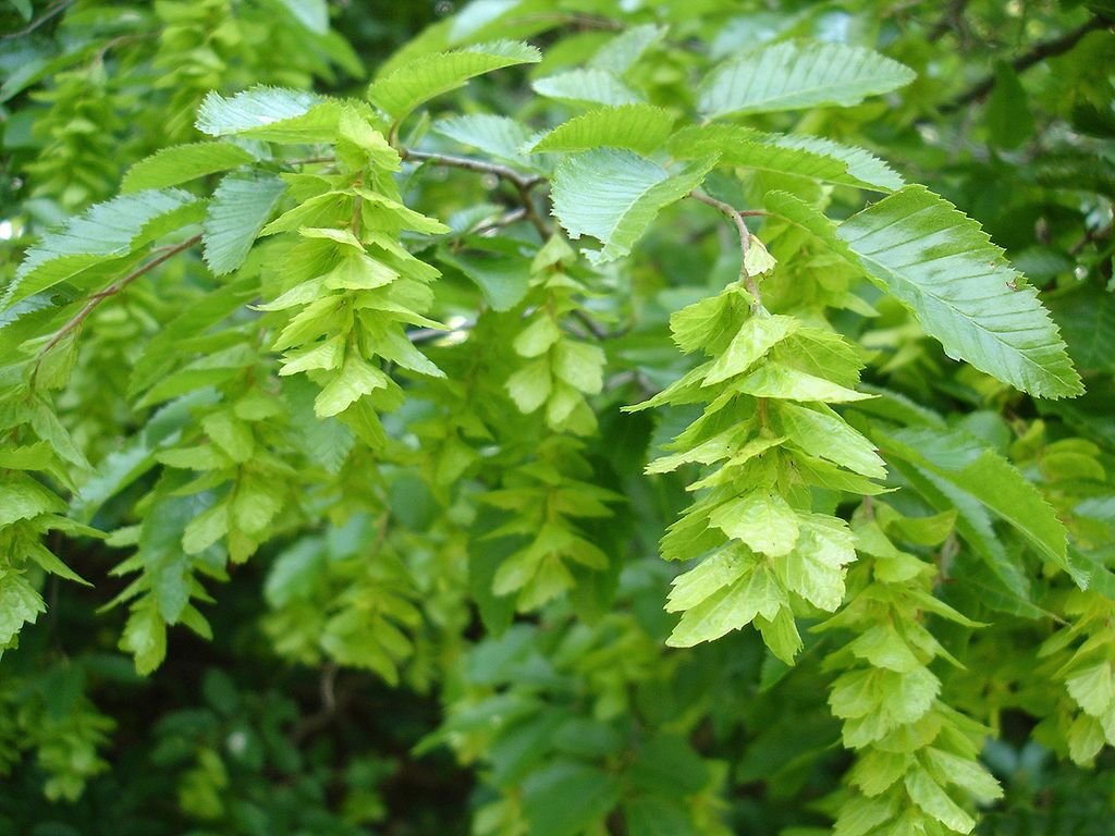 Carpino oriental (Carpinus orientalis)