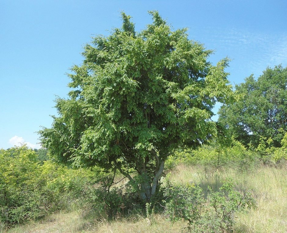 Como plantar Carpino oriental (Carpinus orientalis)_1