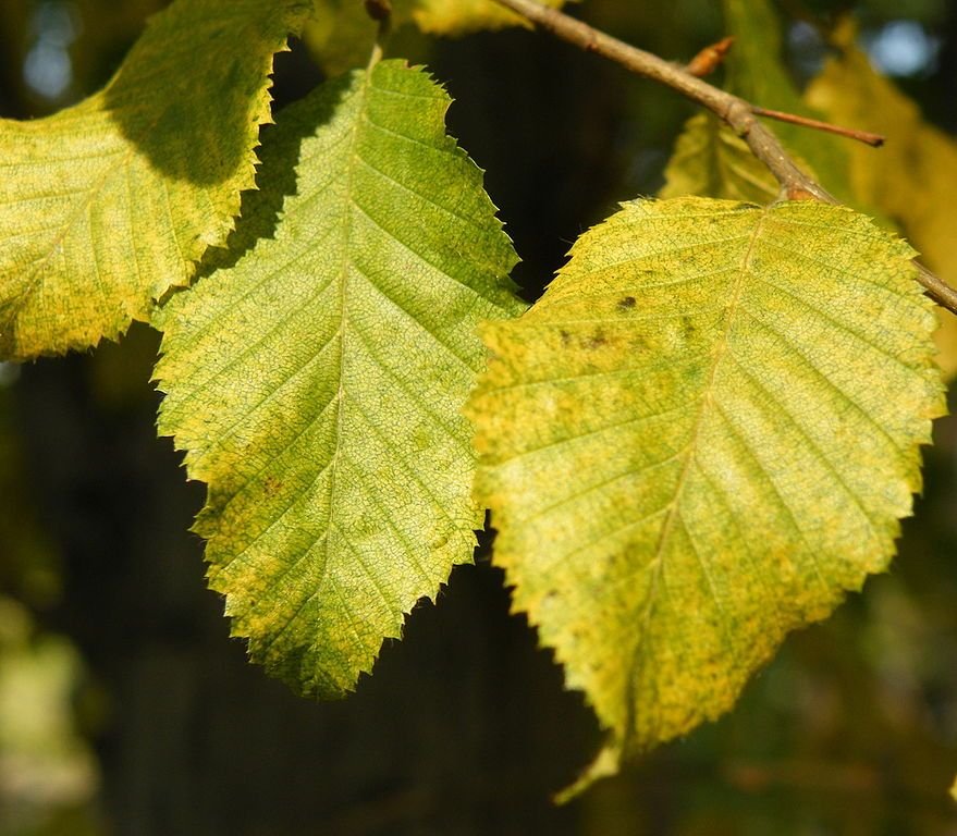 Onde plantar Carpino oriental (Carpinus orientalis)_2