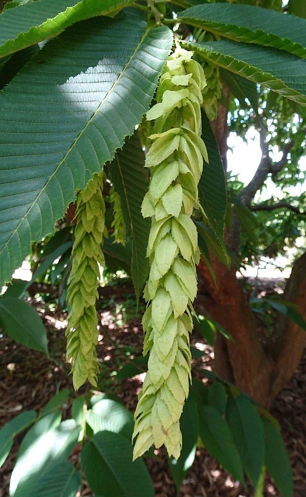Carpino rabo-de-macaco (Carpinus fangiana)