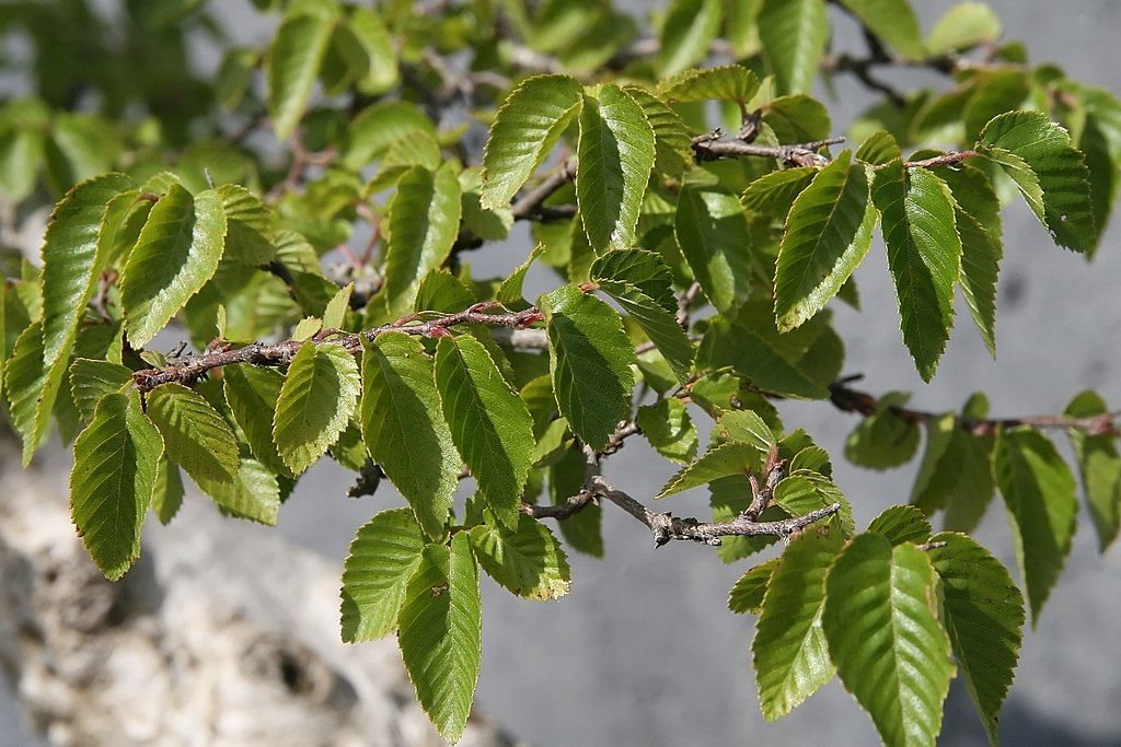Carpino turczaninowii (Carpinus turczaninowii)