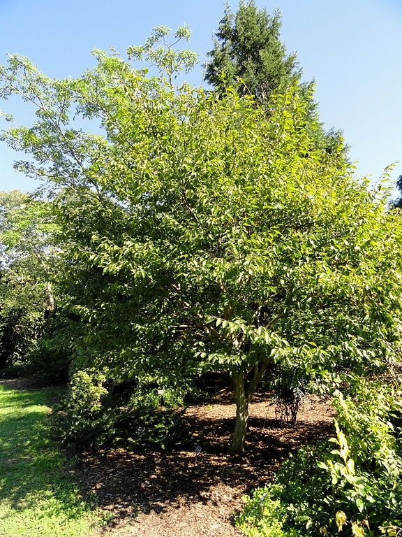 Como plantar Carpino turczaninowii (Carpinus turczaninowii)_1