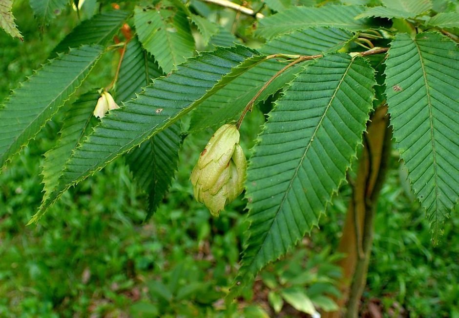 Onde plantar Carpino turczaninowii (Carpinus turczaninowii)_2