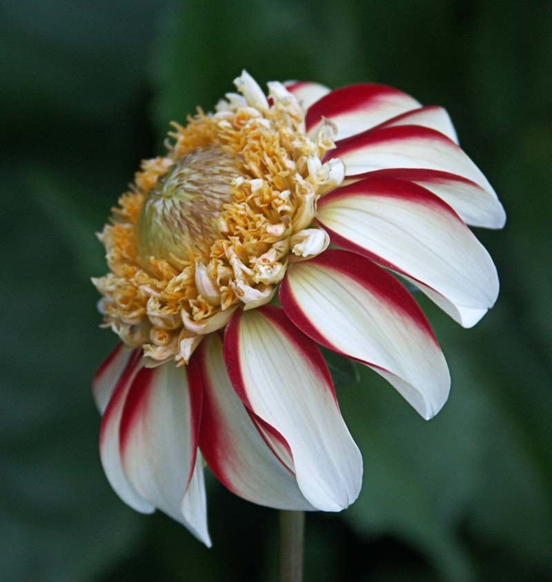 Dália 'Asahi Chohje' (Dahlia 'Asahi Chohje')