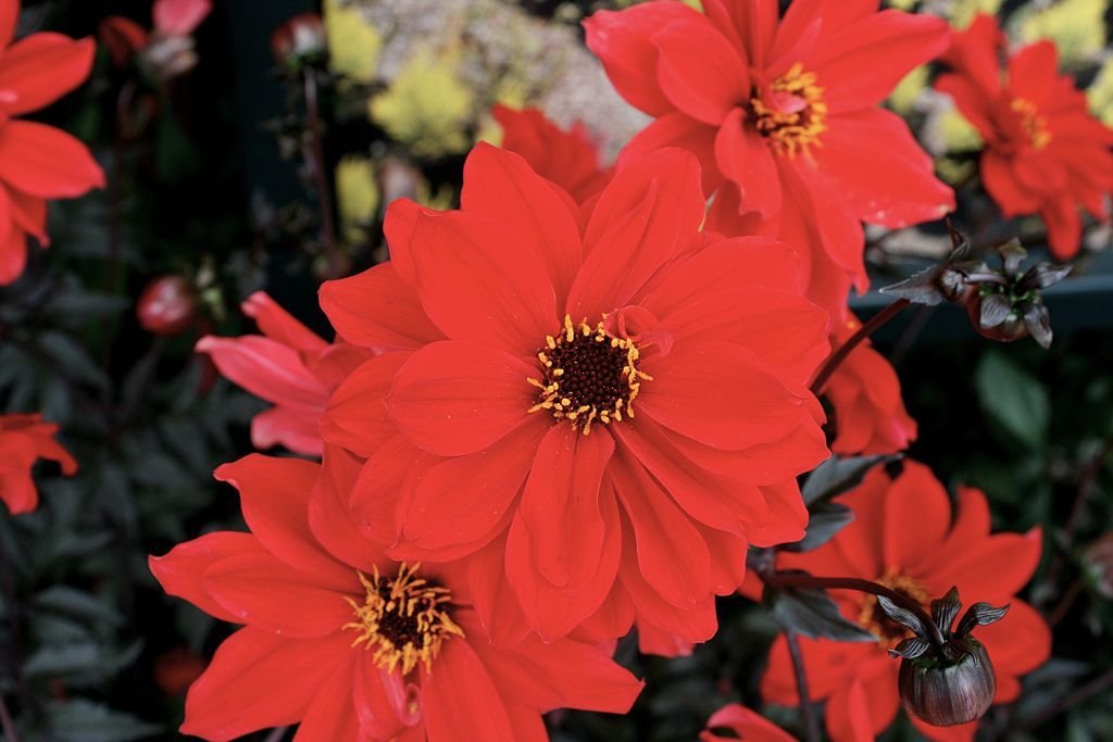Dália 'Bishop of Llandaff' (Dahlia 'Bishop of Llandaff')