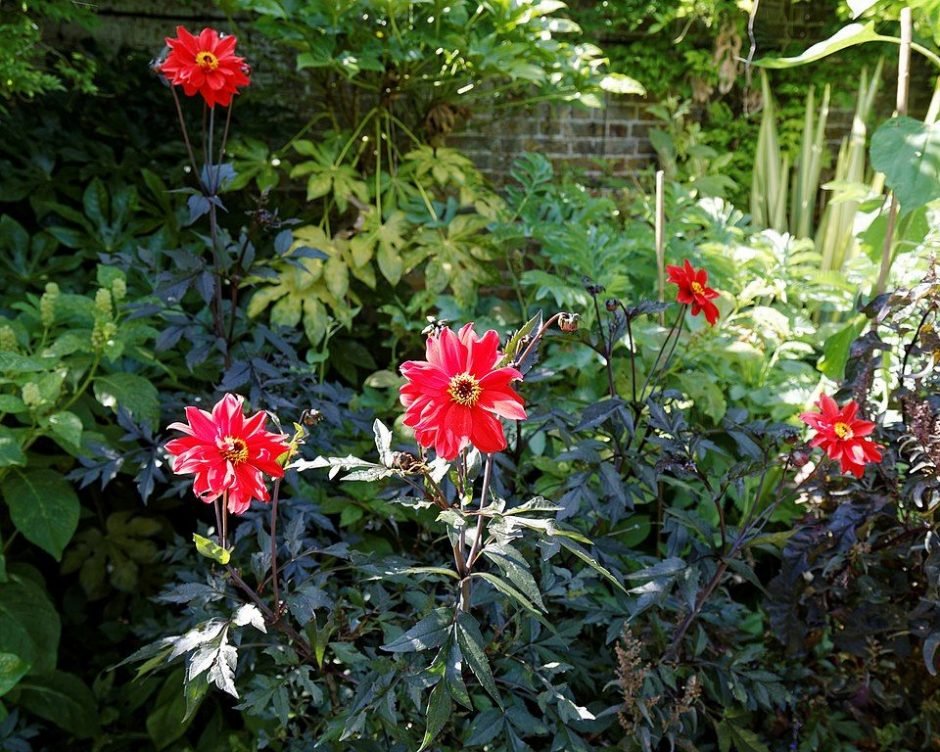 Como plantar Dália 'Bishop of Llandaff' (Dahlia 'Bishop of Llandaff')_1