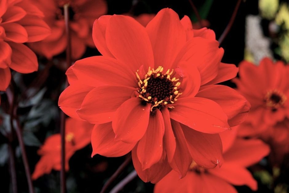 Onde plantar Dália 'Bishop of Llandaff' (Dahlia 'Bishop of Llandaff')_2