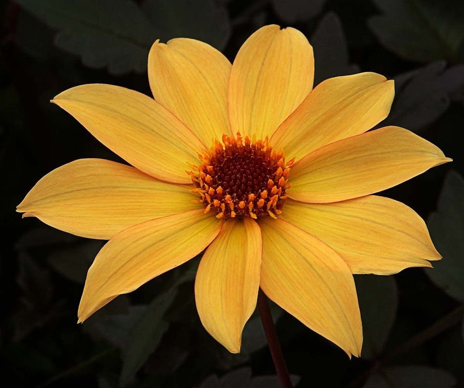 Dália 'Bishop of York' (Dahlia 'Bishop of York')