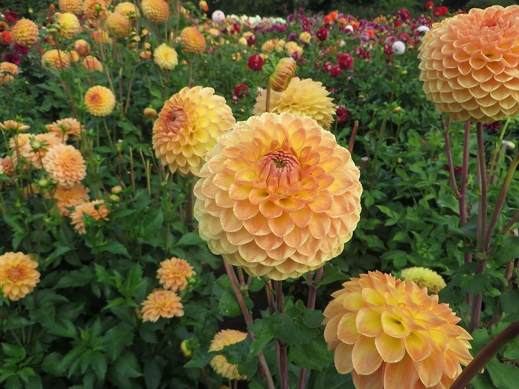 Dália 'Blyton Softer Gleam' (Dahlia 'Blyton Softer Gleam')