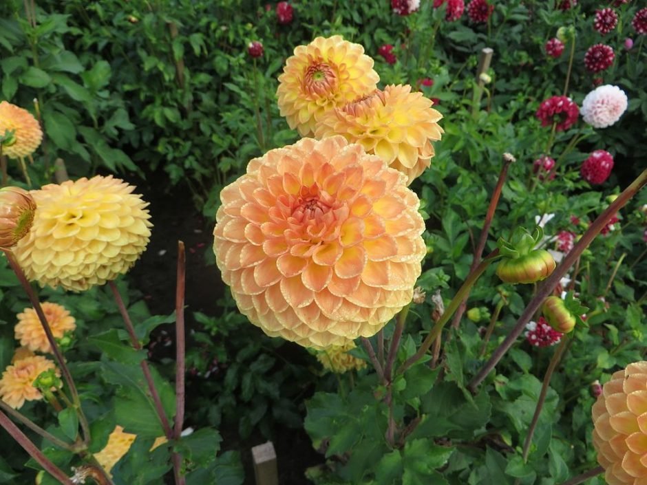 Como plantar Dália 'Blyton Softer Gleam' (Dahlia 'Blyton Softer Gleam')_1