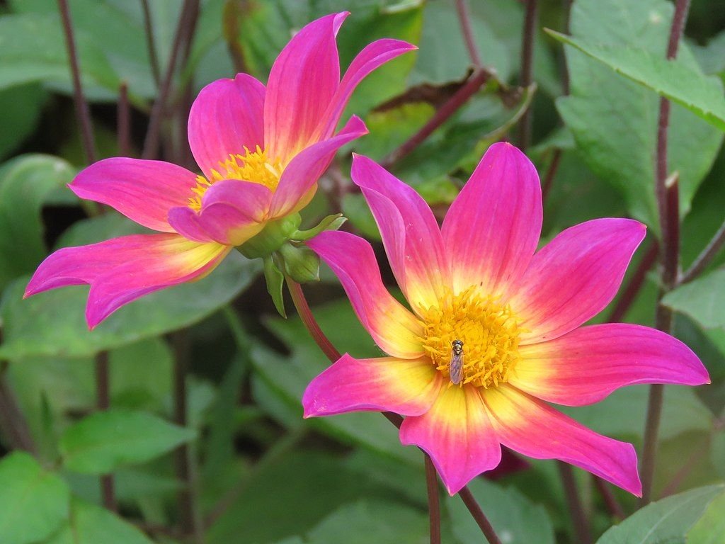 Dália 'Bright Eyes' (Dahlia 'Bright Eyes')