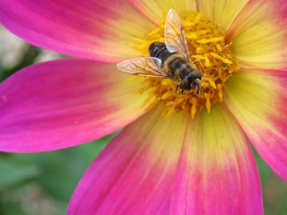Como plantar Dália 'Bright Eyes' (Dahlia 'Bright Eyes')_1