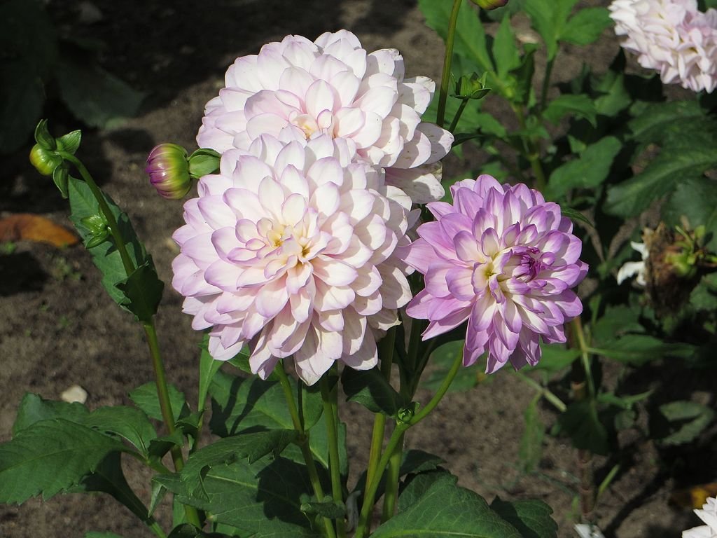Dália 'Carolina Moon' (Dahlia 'Carolina Moon')