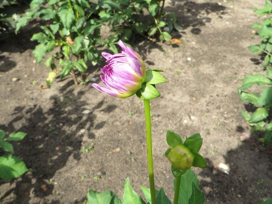 Como plantar Dália 'Carolina Moon' (Dahlia 'Carolina Moon')_1